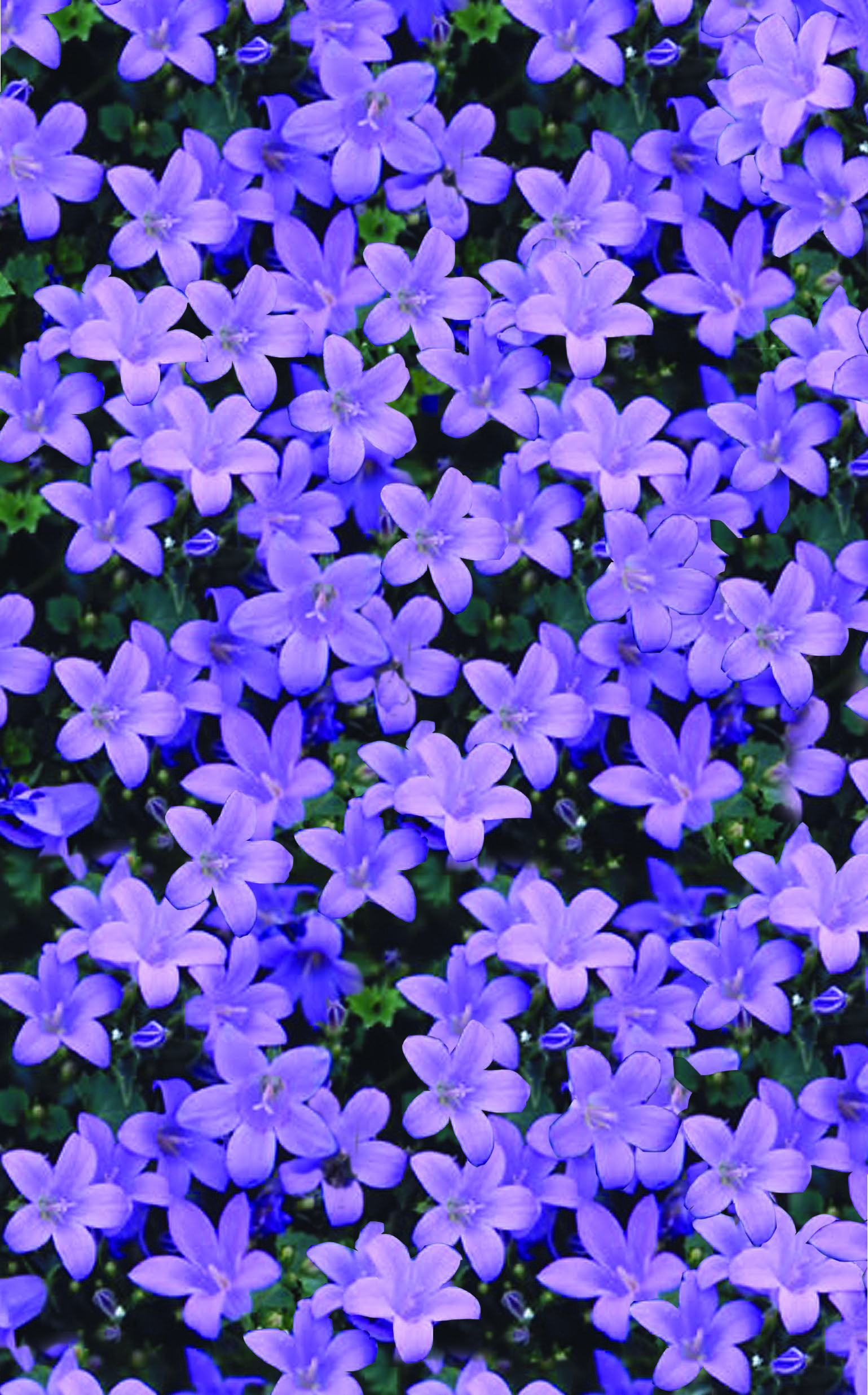CAMPANULA Muralis Major | Armlee Nurseries