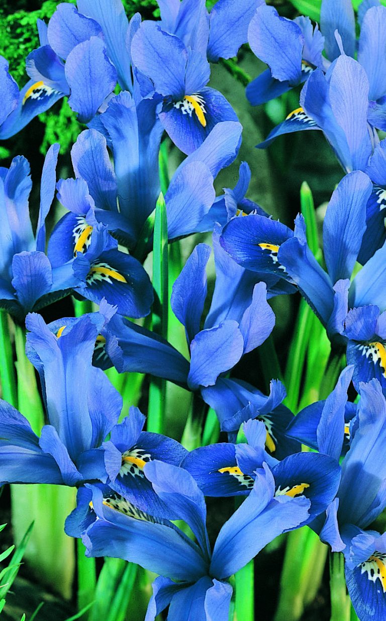 IRIS Joyce Armlee Nurseries