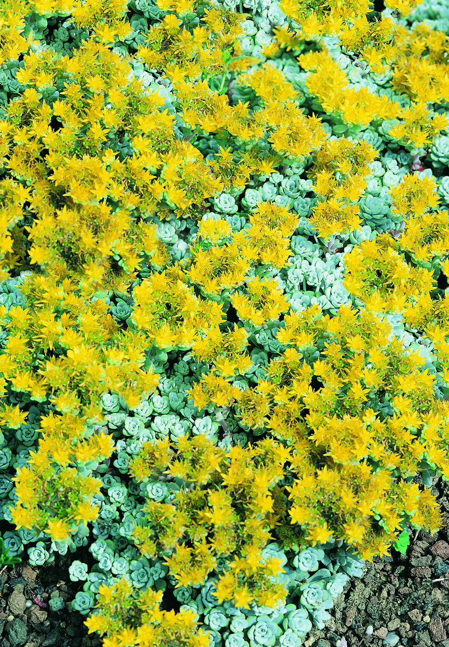Sedum spathulifolium Cape Blanco