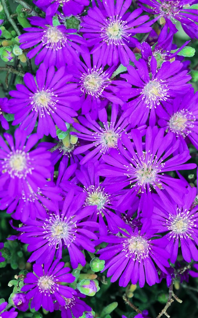 ARML101245036-pic