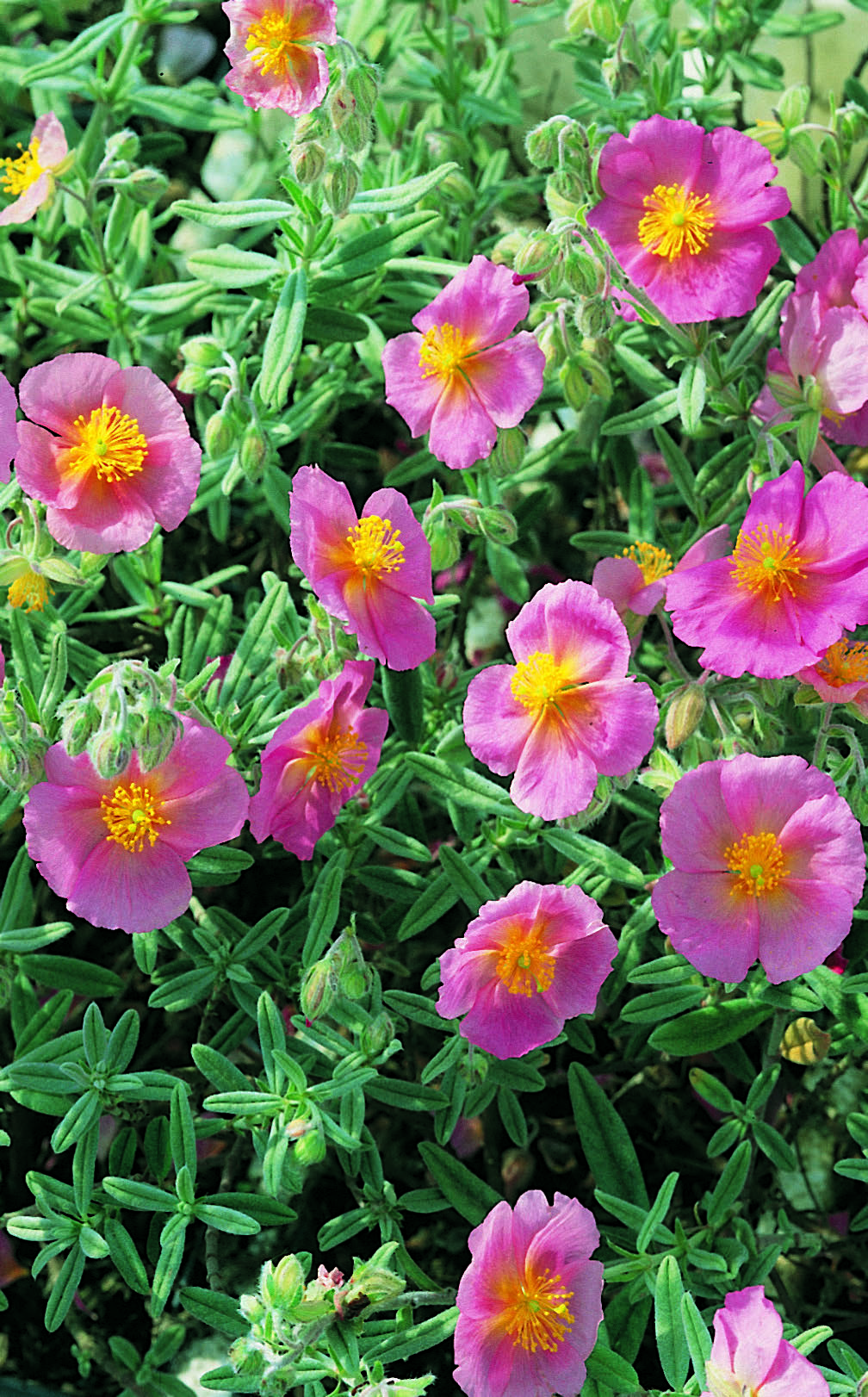 HELIANTHEMUM Wisley Pink Armlee Nurseries