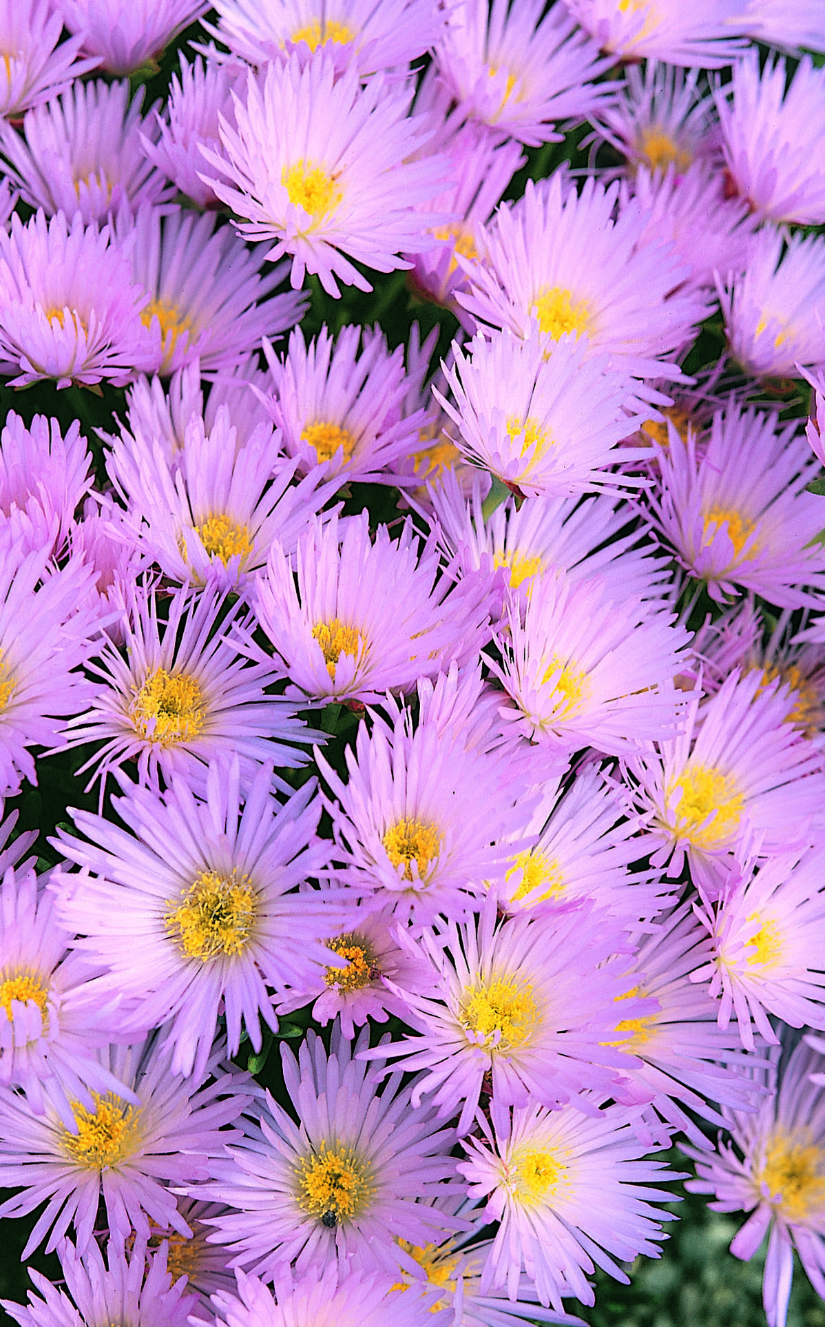 LAMPRANTHUS Pink | Armlee Nurseries