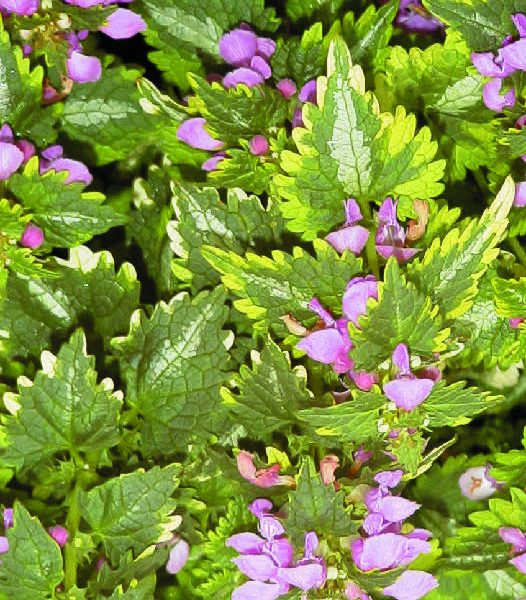 LAMIUM maculatum Golden Anniversary Armlee Nurseries