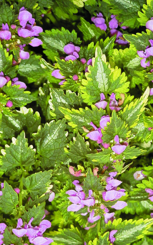 LAMIUM maculatum Golden Anniversary Armlee Nurseries