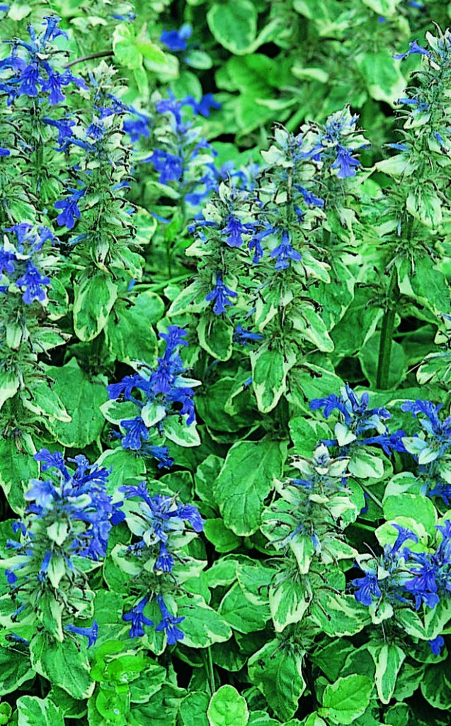 AJUGA reptans Variegata | Armlee Nurseries