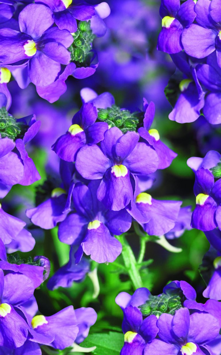 NEMESIA Karoo Dark Blue Armlee Nurseries