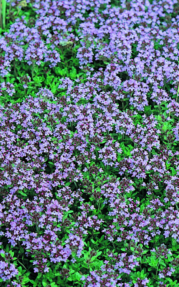THYMUS serpyllum Armlee Nurseries