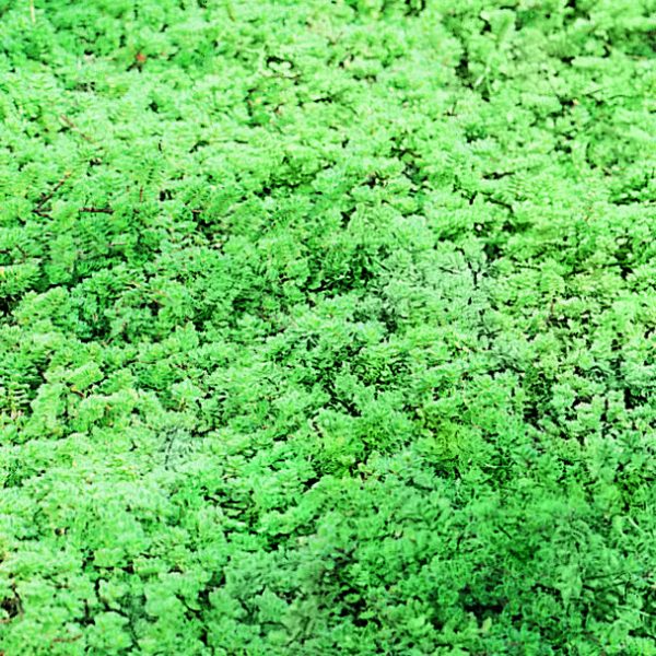 THYMUS praecox Pseudolanuginosus Armlee Nurseries