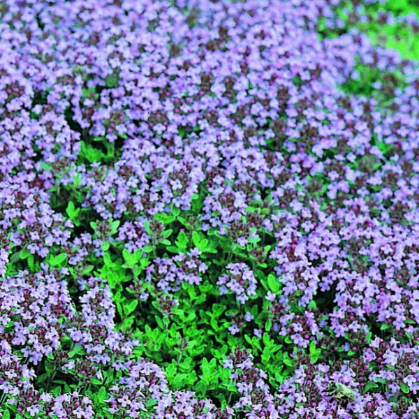 THYMUS serpyllum Elfin Armlee Nurseries