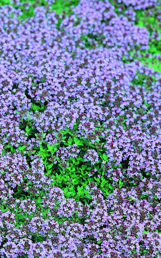 THYMUS serpyllum Elfin Armlee Nurseries